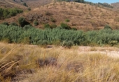 Land suitable for development for sale on España, Lorca, ref: TR125518 photo