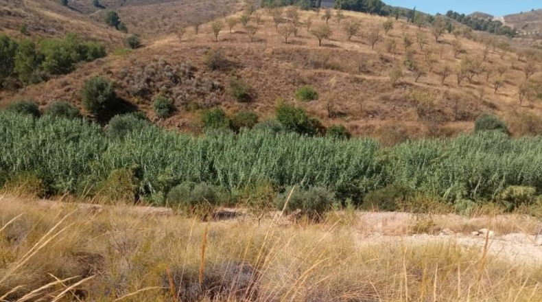 Múrcia - Lorca - 65000m2