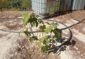 Land suitable for development for sale on España, Lorca, ref: TR125518 photo