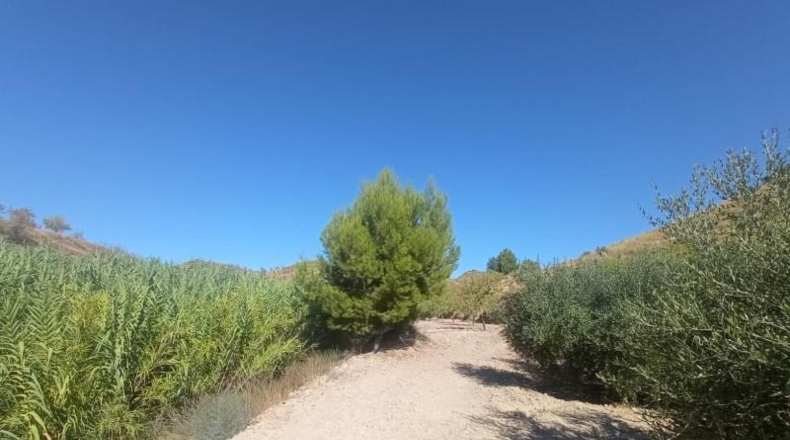 Múrcia - Lorca - 65000m2