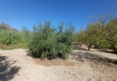 Land suitable for development for sale on España, Lorca, ref: TR125518 photo