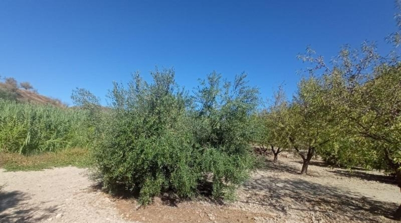 Múrcia - Lorca - 65000m2