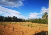 Terreno no urbanizable en venta en la España, Ulldecona, ref: TR174935 foto