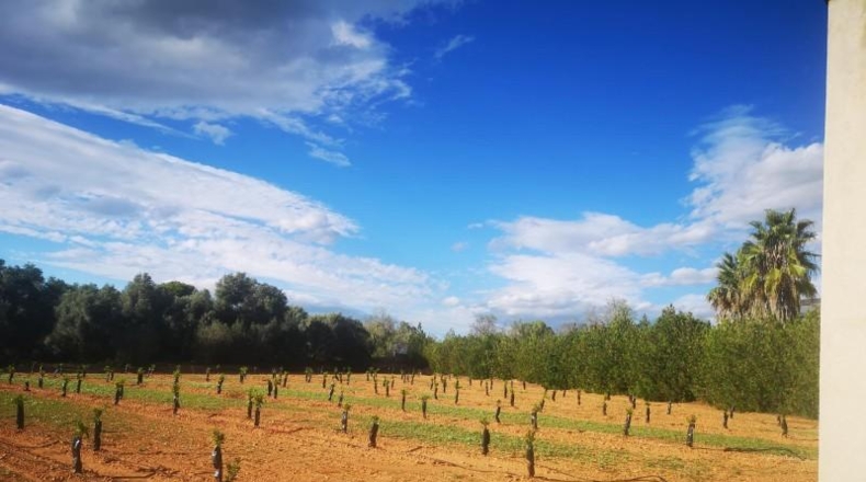 Tarragona - Ulldecona - 10600m2