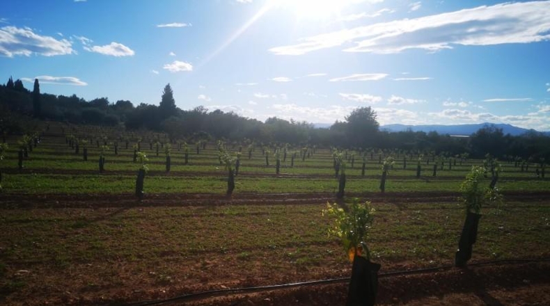 Tarragona - Ulldecona - 10600m2