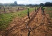 Terreno no urbanizable en venta en la España, Ulldecona, ref: TR174935 foto