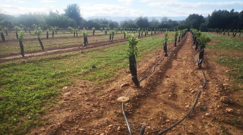 Tarragona - Ulldecona - 10600m2