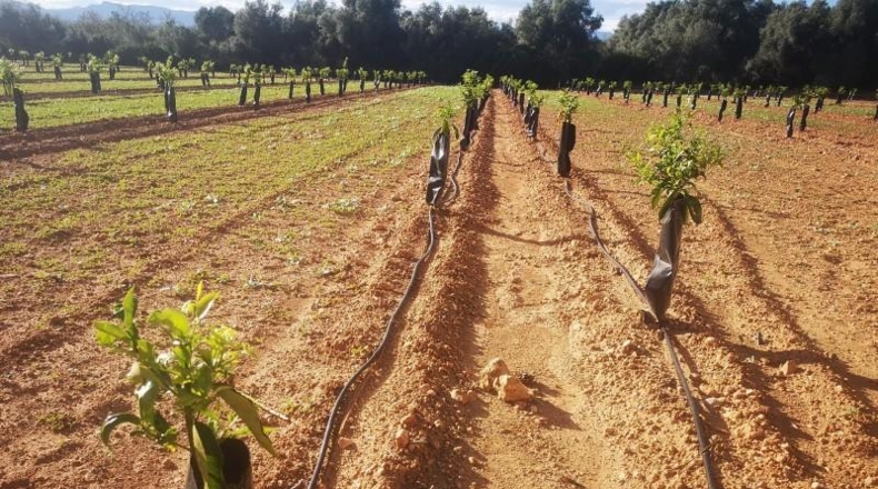Tarragona - Ulldecona - 10600m2