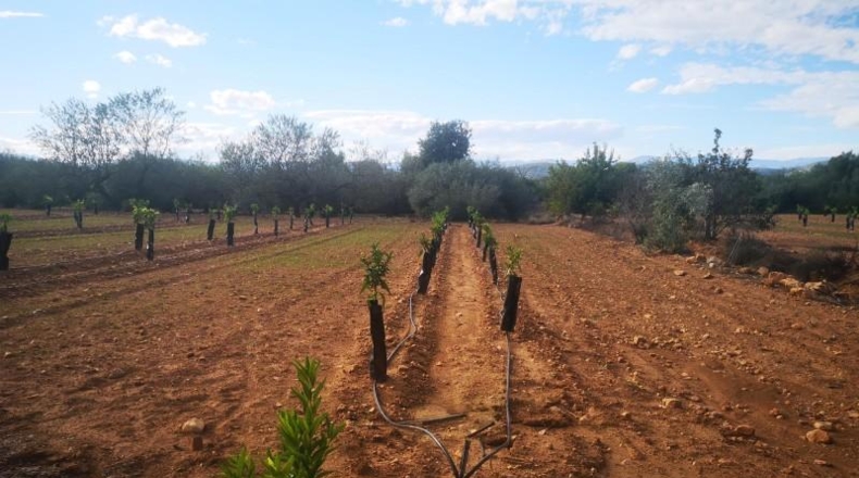 Tarragona - Ulldecona - 10600m2