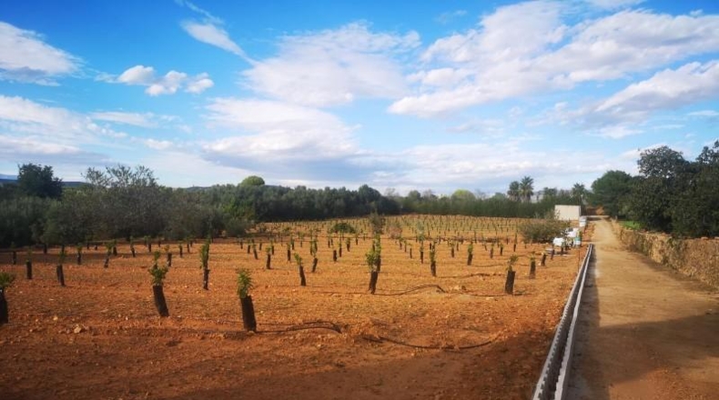 Tarragona - Ulldecona - 10600m2