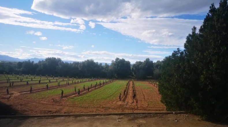 Tarragona - Ulldecona - 10600m2