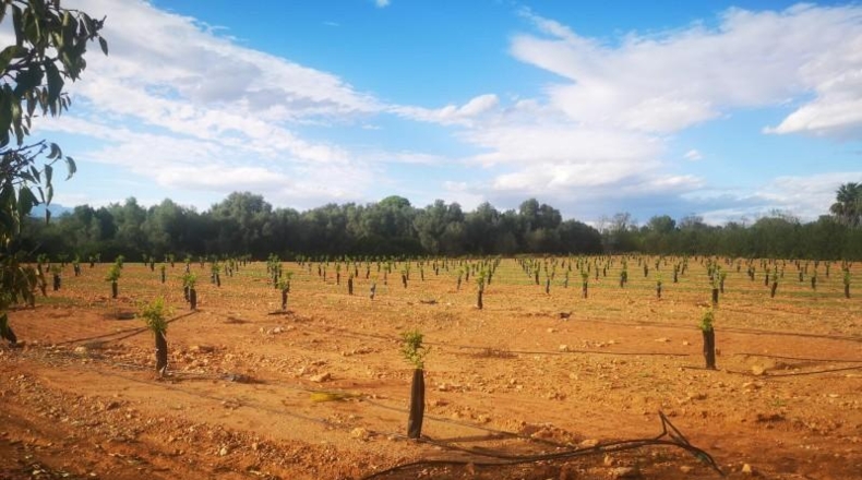 Tarragona - Ulldecona - 10600m2