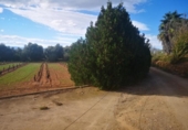 Terreno no urbanizable en venta en la España, Ulldecona, ref: TR174935 foto