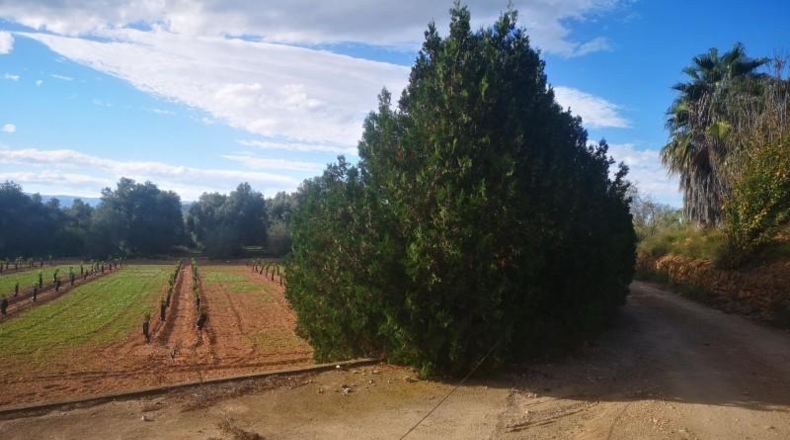 Tarragona - Ulldecona - 10600m2
