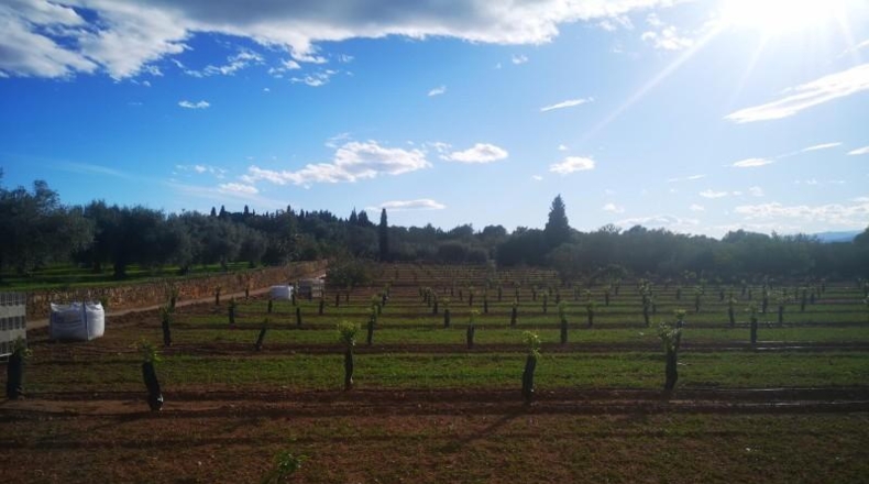 Tarragona - Ulldecona - 10600m2
