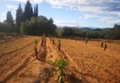 Terreno no urbanizable en venta en la España, Ulldecona, ref: TR174935 foto