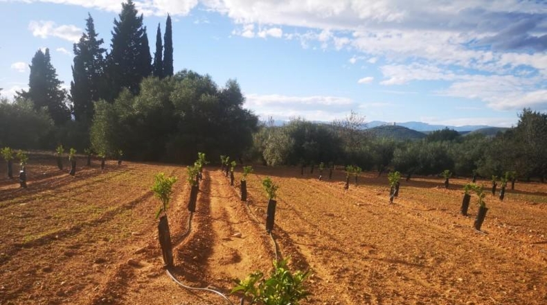 Tarragona - Ulldecona - 10600m2