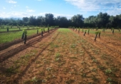 Terreno no urbanizable en venta en la España, Ulldecona, ref: TR174935 foto