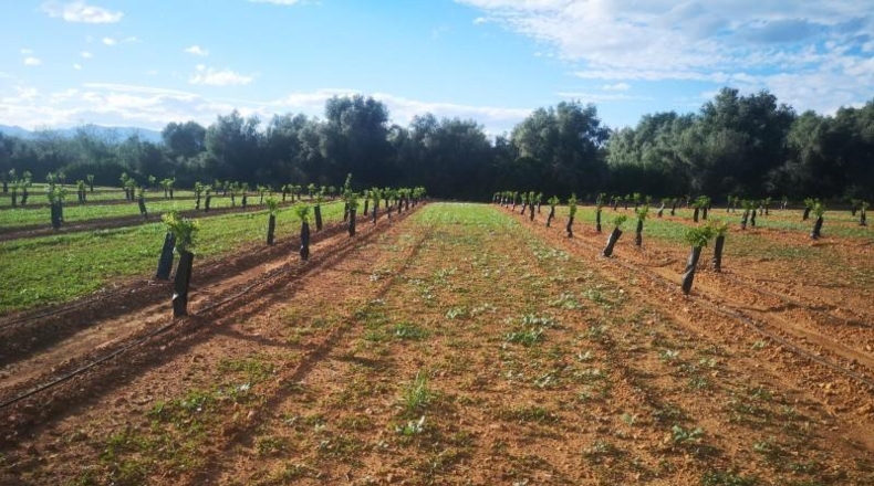 Tarragona - Ulldecona - 10600m2