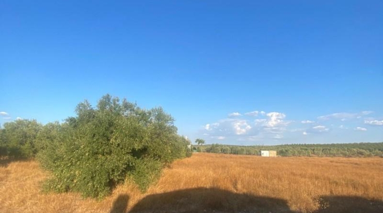 Seville - La Puebla de Cazalla - 37000m2