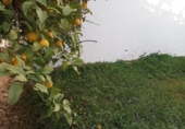 Suelo urbano en venta en la España, Cantillana, ref: TR271589 foto