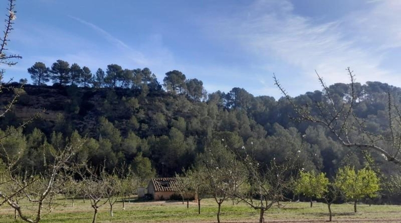 Tarragona - Ginestar - 45777m2