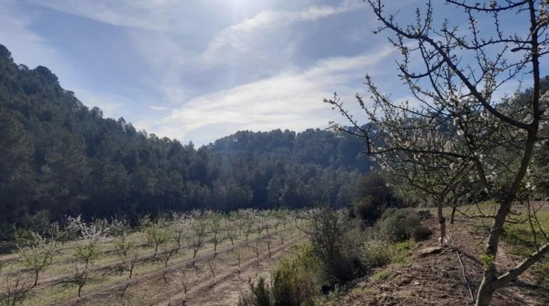 Tarragona - Ginestar - 45777m2