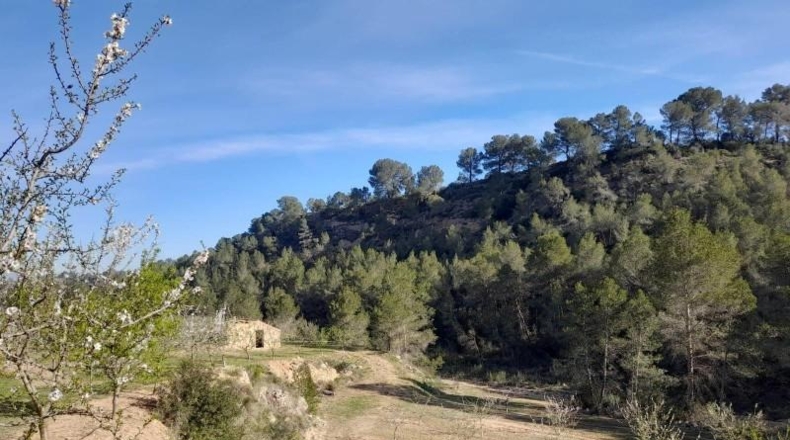 Tarragona - Ginestar - 45777m2