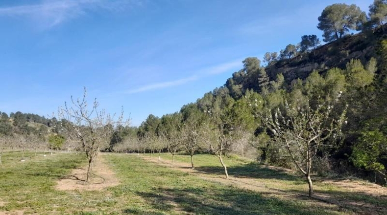 Tarragona - Ginestar - 45777m2