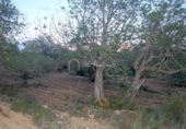 Terreny no urbanitzable en venda a la España, el Perelló, ref.: TR112859 foto