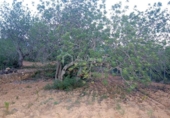 Terreny no urbanitzable en venda a la España, el Perelló, ref.: TR112859 foto