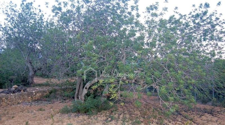 Tarragona - el Perelló - 22303m2