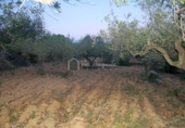 Terreny no urbanitzable en venda a la España, el Perelló, ref.: TR112859 foto