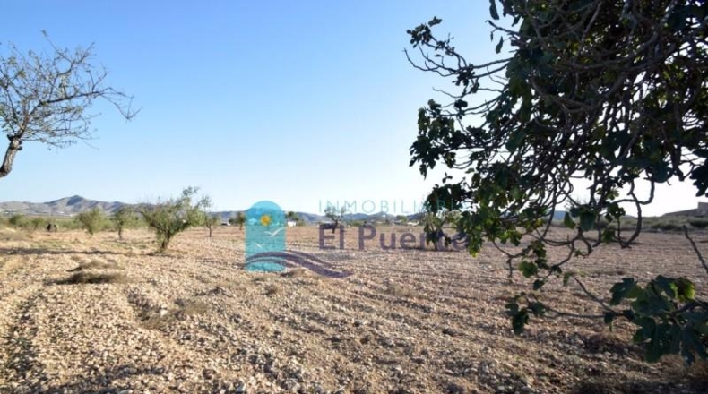 Múrcia - Fuente Álamo de Murcia - 5291m2