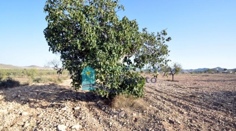 Múrcia - Fuente Álamo de Murcia - 5291m2