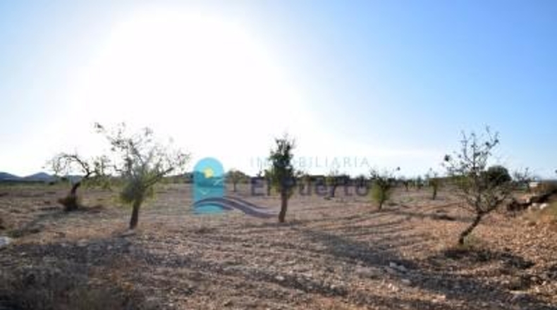 Múrcia - Fuente Álamo de Murcia - 5291m2