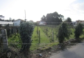 Non-developable land for sale on España, Vilanova de Arousa, ref: TR112925 photo