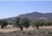 Non-developable land for sale on España, Sax, ref: TR113281 photo