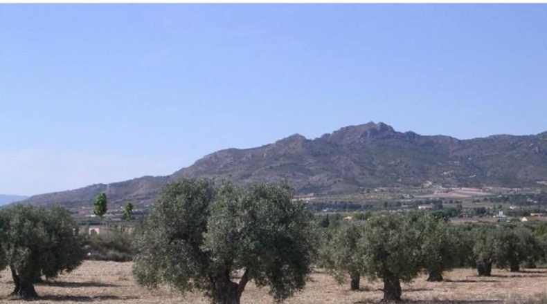 Alicante - Sax - 10773m2