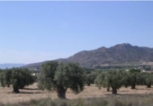 Non-developable land for sale on España, Sax, ref: TR113281 photo