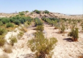 Terreno no urbanizable en venta en la España, Molina de Segura, ref: TR114513 foto