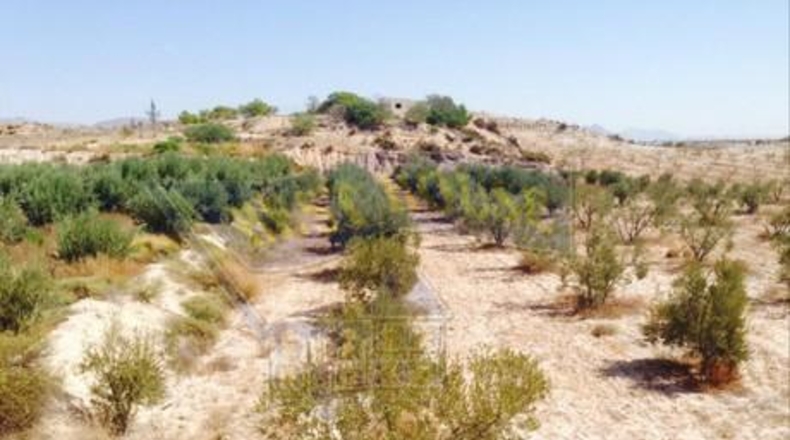 Múrcia - Molina de Segura - 7601m2