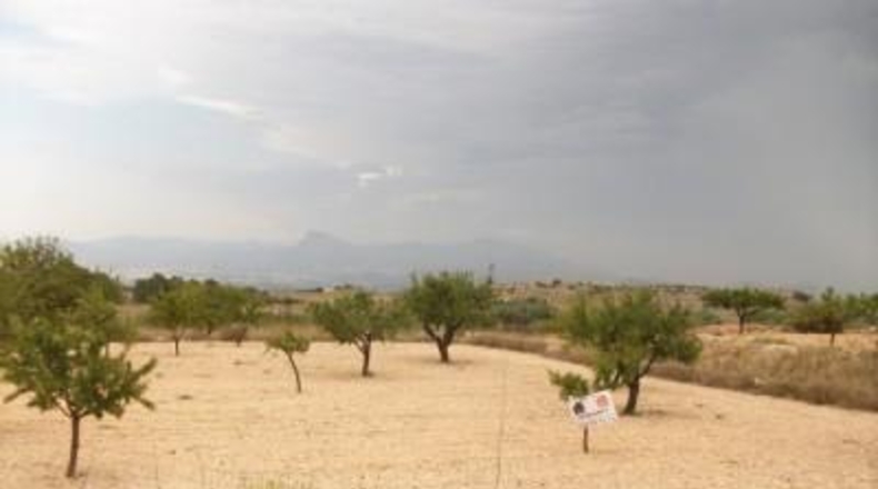 Alicante - Monóvar - 10000m2