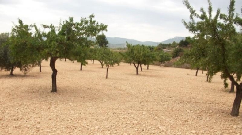 Alicante - Monóvar - 10000m2