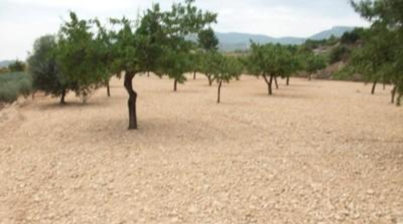 Alicante - Monóvar - 10000m2