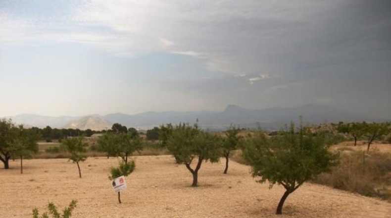 Alicante - Monóvar - 10000m2
