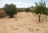 Terreny no urbanitzable en venda a la España, Monòver, ref.: TR122118 foto