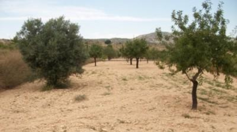 Alicante - Monóvar - 10000m2