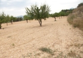 Terreny no urbanitzable en venda a la España, Monòver, ref.: TR122118 foto