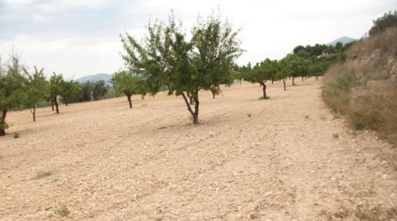 Alicante - Monóvar - 10000m2